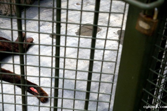 『纪实摄影』Scott Brauer：中国动物园