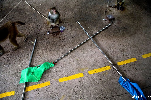 『纪实摄影』Scott Brauer：中国动物园