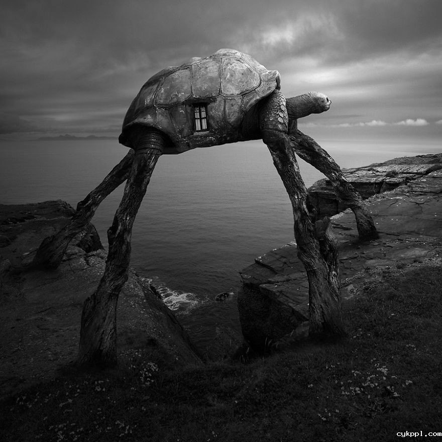 Tomasz Zaczeniuk：超现实主义动物摄影