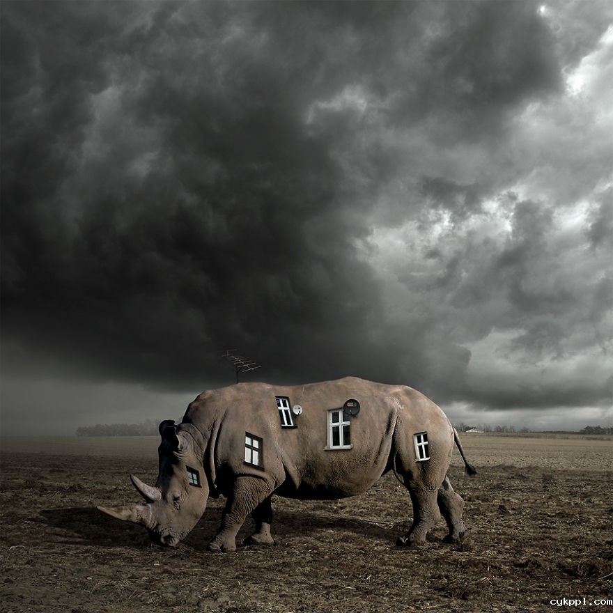 Tomasz Zaczeniuk：超现实主义动物摄影