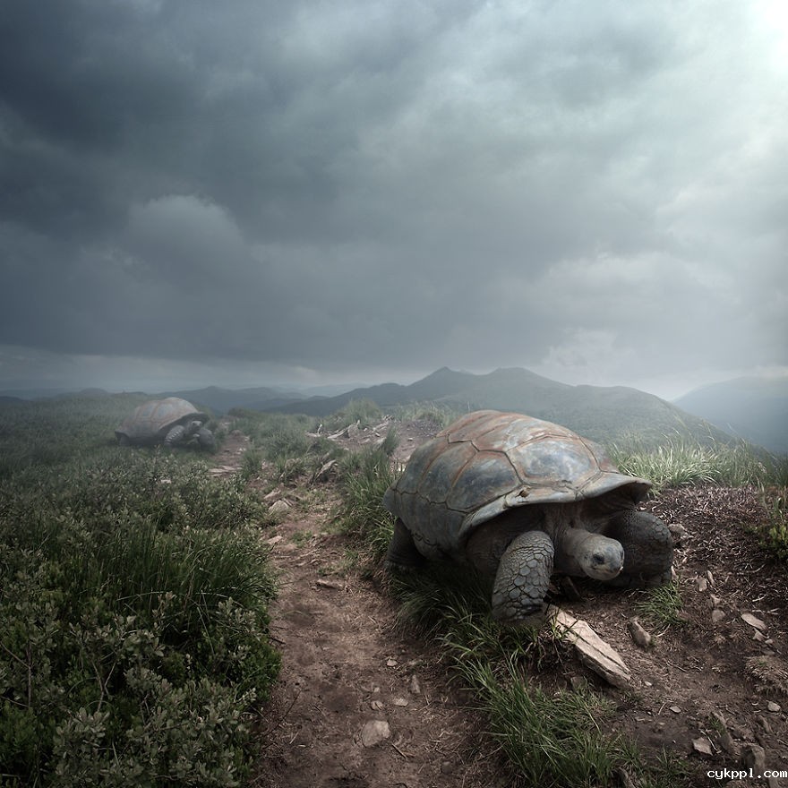 Tomasz Zaczeniuk：超现实主义动物摄影