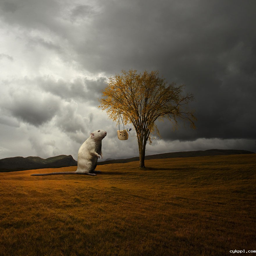 Tomasz Zaczeniuk：超现实主义动物摄影