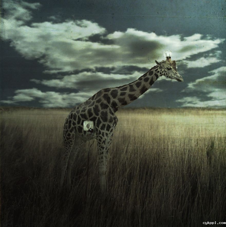 Tomasz Zaczeniuk：超现实主义动物摄影