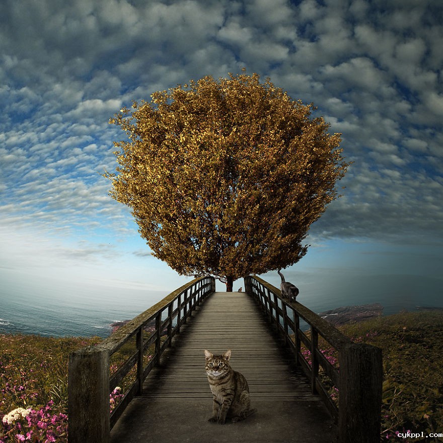 Tomasz Zaczeniuk：超现实主义动物摄影