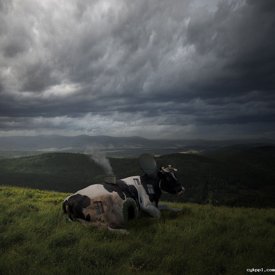 Tomasz Zaczeniuk：超现实主义动物摄影