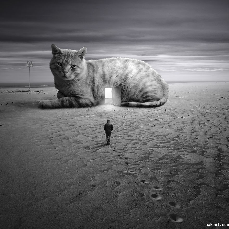 Tomasz Zaczeniuk：超现实主义动物摄影