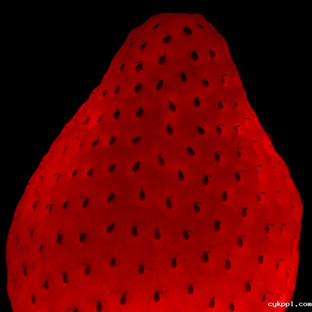 『创意摄影』Radu Zaciu：果蔬“灯泡”