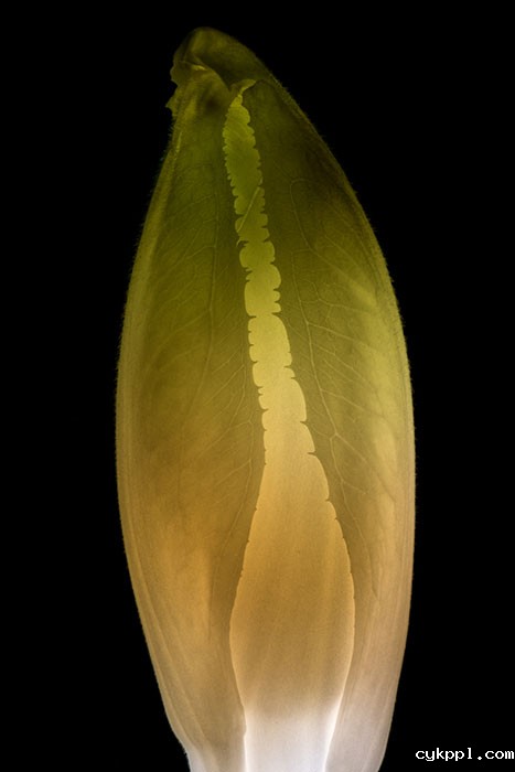 『创意摄影』Radu Zaciu：果蔬“灯泡”