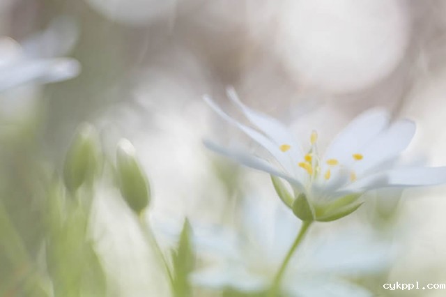 想要卖照片?关注20个2015年商业图库趋势