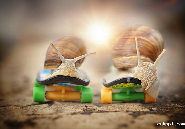 Gabi Stickler 美丽的蜗牛创意摄影