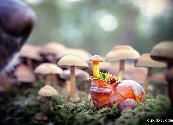 Gabi Stickler 美丽的蜗牛创意摄影