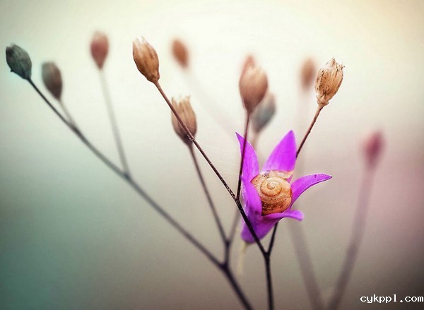 Gabi Stickler 美丽的蜗牛创意摄影