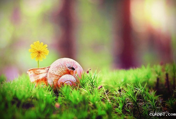 Gabi Stickler 美丽的蜗牛创意摄影