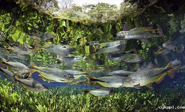 Franco Banfi：模拟鱼视角拍梦幻世界