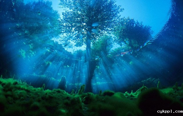 Franco Banfi：模拟鱼视角拍梦幻世界