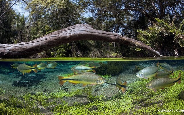 Franco Banfi：模拟鱼视角拍梦幻世界