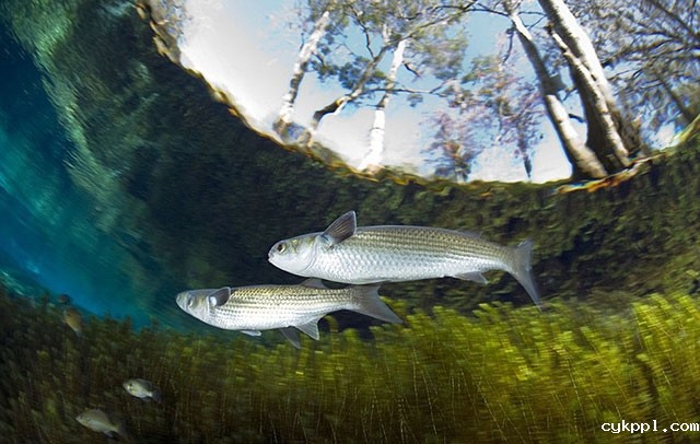 Franco Banfi：模拟鱼视角拍梦幻世界