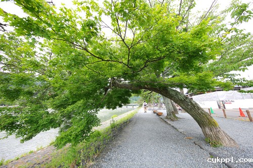 广无止境 佳能EF 11-24mm镜头试拍京都 佳能11-24试拍京都