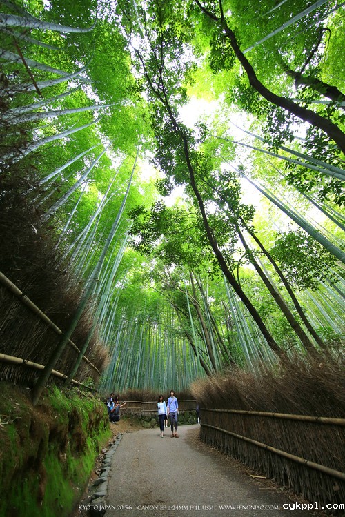 广无止境 佳能EF 11-24mm镜头试拍京都 佳能11-24试拍京都