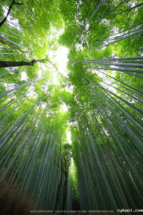 广无止境 佳能EF 11-24mm镜头试拍京都 佳能11-24试拍京都