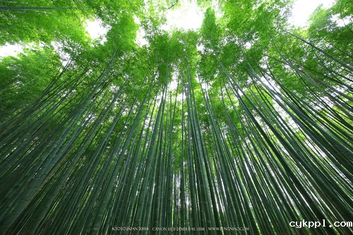 广无止境 佳能EF 11-24mm镜头试拍京都 佳能11-24试拍京都