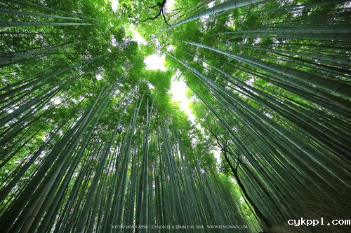 广无止境 佳能EF 11-24mm镜头试拍京都 佳能11-24试拍京都