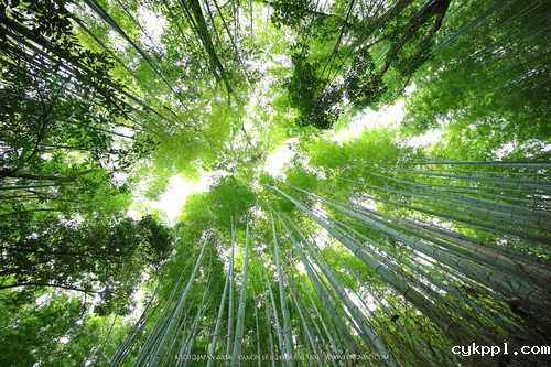 广无止境 佳能EF 11-24mm镜头试拍京都 佳能11-24试拍京都