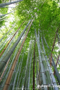 广无止境 佳能EF 11-24mm镜头试拍京都 佳能11-24试拍京都