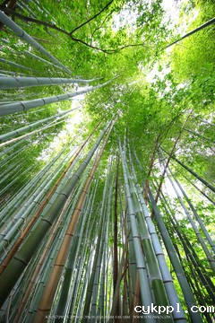 广无止境 佳能EF 11-24mm镜头试拍京都 佳能11-24试拍京都