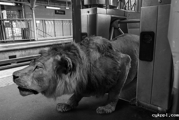 Thomas Subtil：地铁动物园