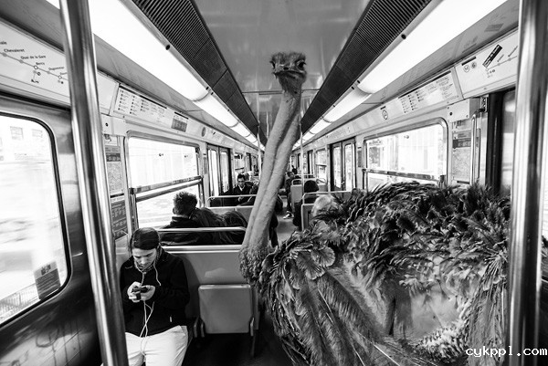 Thomas Subtil：地铁动物园