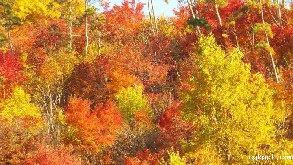 BEVITOR伟德APP官网创作基地落户关门山国家森林公园 BEVITOR伟德APP官网创作基地落户关门山国家森林公园