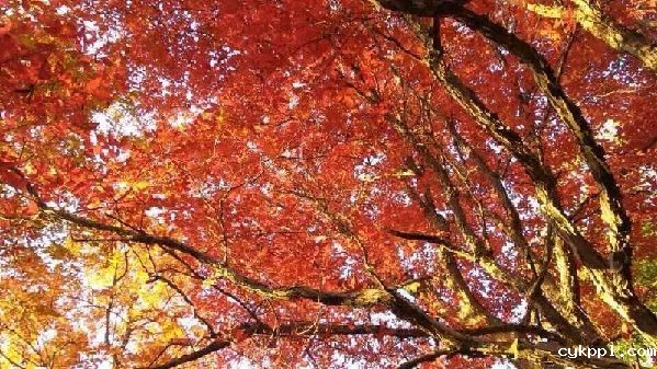 BEVITOR伟德APP官网创作基地落户关门山国家森林公园 BEVITOR伟德APP官网创作基地落户关门山国家森林公园