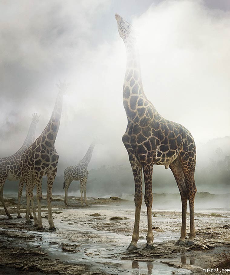 超现实的动物王国