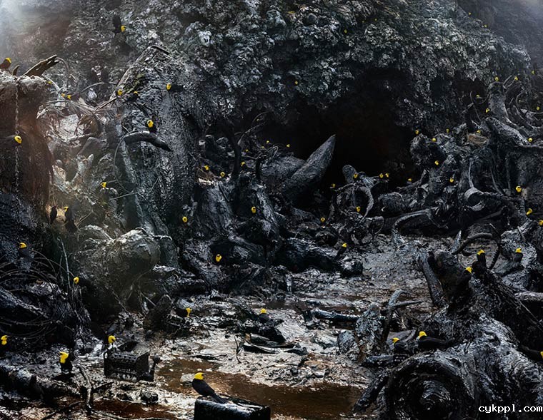 超现实的动物王国