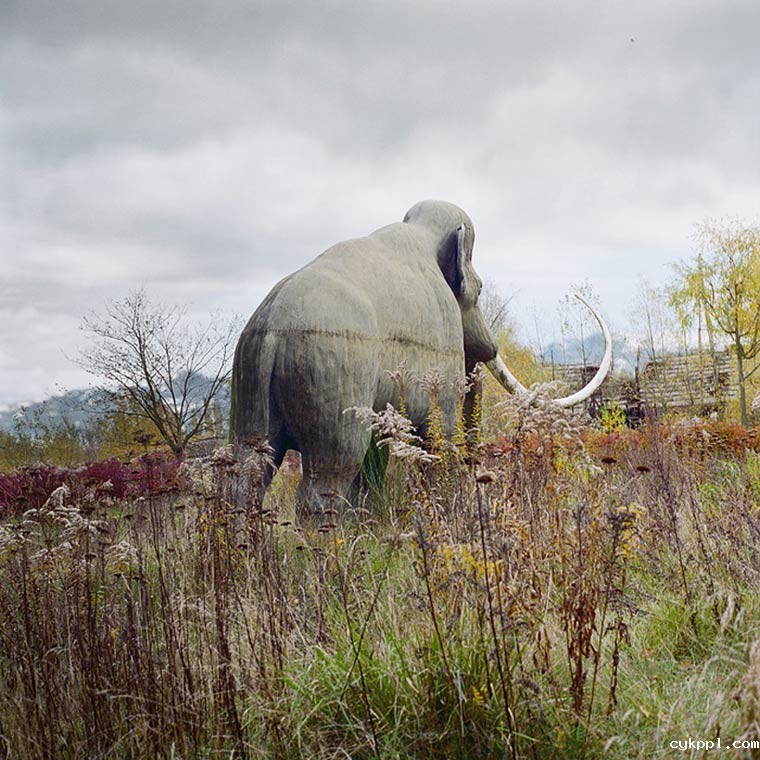 超现实的动物王国