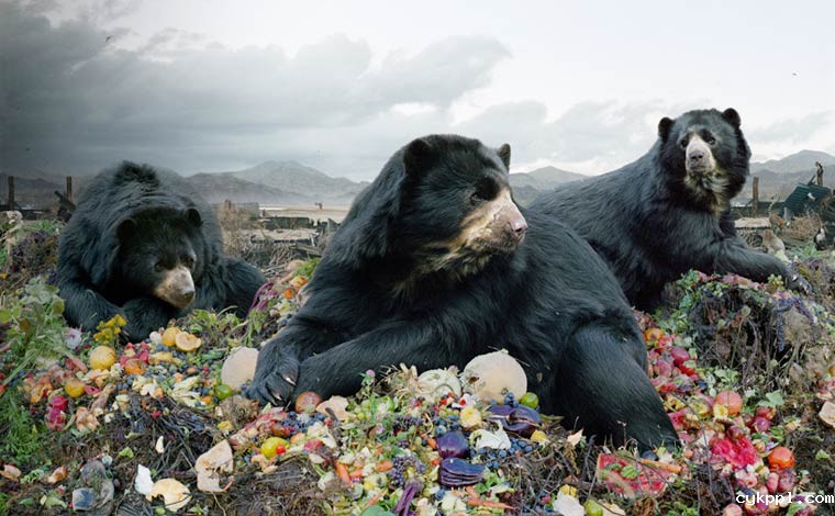 超现实的动物王国