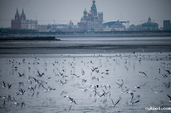 首届中国天津滨海国际观鸟文化节启动