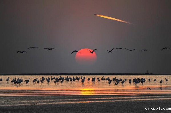 首届中国天津滨海国际观鸟文化节启动