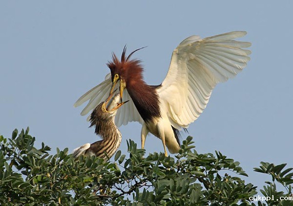 首届中国天津滨海国际观鸟文化节启动