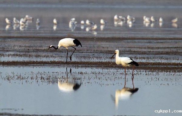 首届中国天津滨海国际观鸟文化节启动