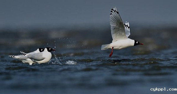 首届中国天津滨海国际观鸟文化节启动