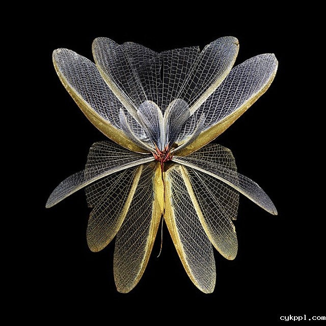 Seb Janiak：盛开的花蝴蝶