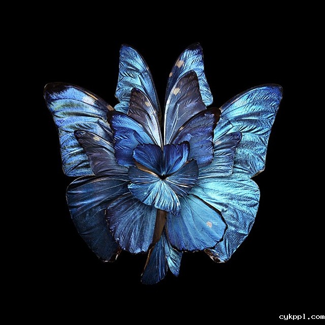 Seb Janiak：盛开的花蝴蝶