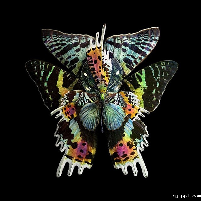 Seb Janiak：盛开的花蝴蝶