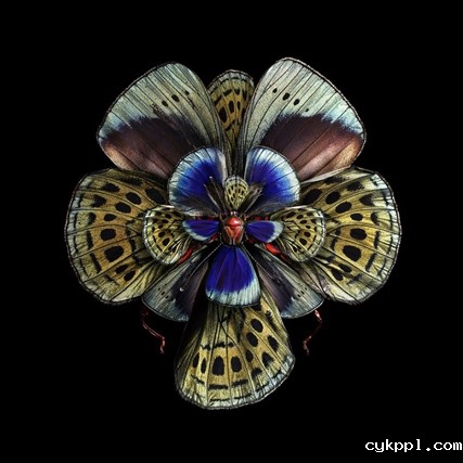 Seb Janiak：盛开的花蝴蝶