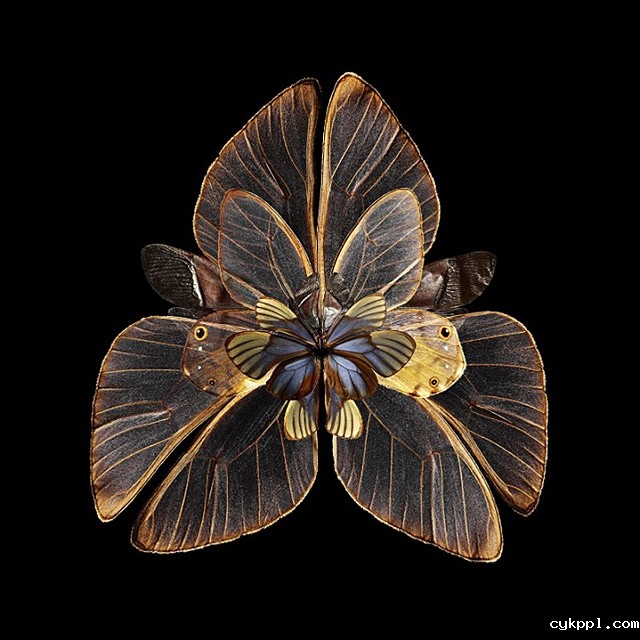 Seb Janiak：盛开的花蝴蝶