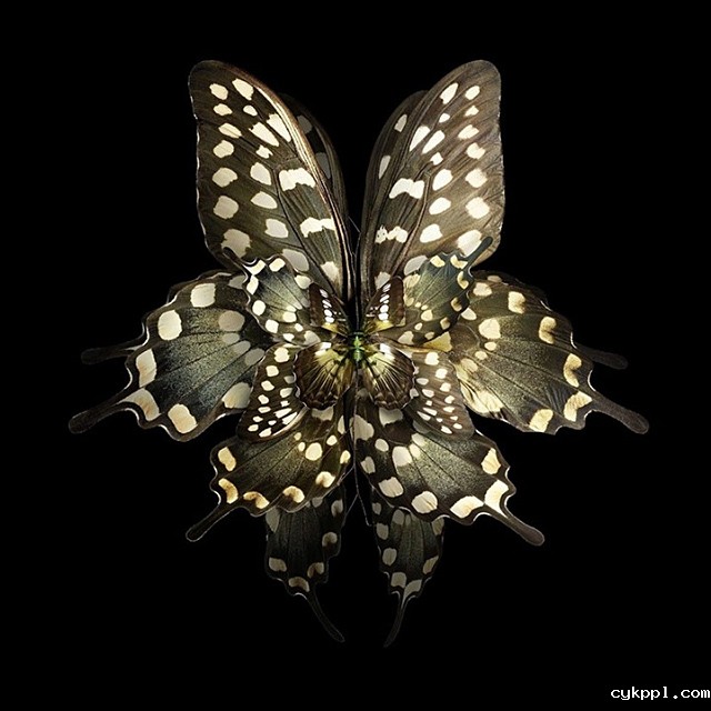 Seb Janiak：盛开的花蝴蝶