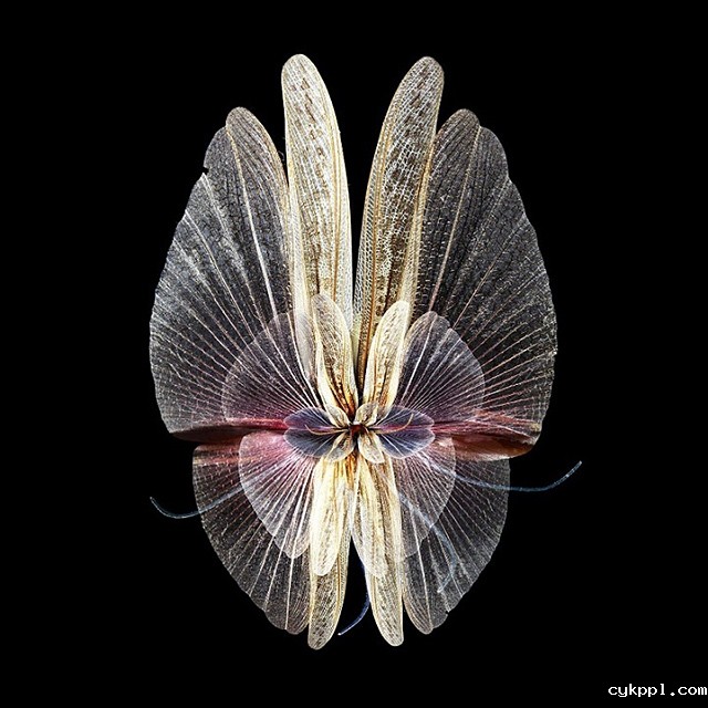 Seb Janiak：盛开的花蝴蝶