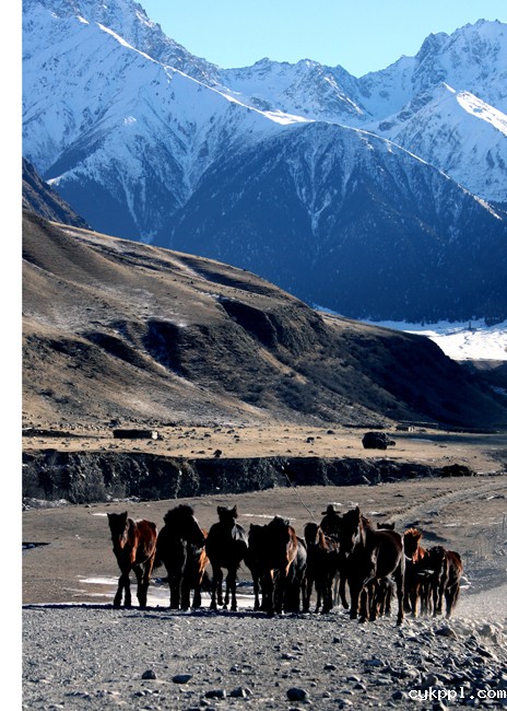 走近昭苏 感受“雪之恋”